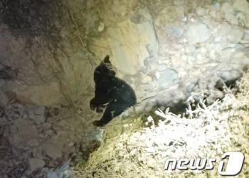 곰 탈출 60대 노부부의 비극…CCTV·목격자 없어 사건 전말 ‘미궁’