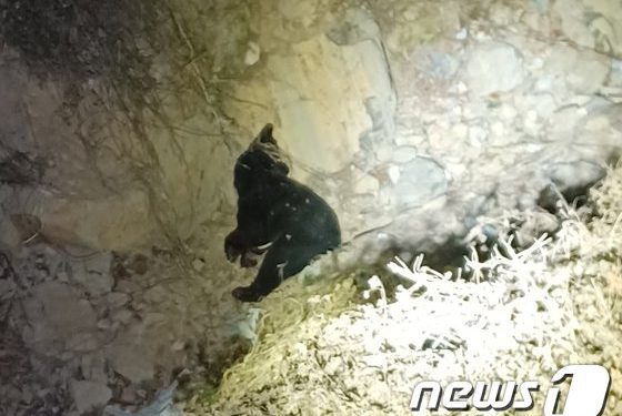 곰 탈출 60대 노부부의 비극…CCTV·목격자 없어 사건 전말 ‘미궁’