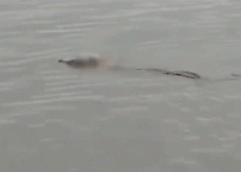 익사 4세아 등에 업은 악어…물지도 않고 배옆에 두고 갔다