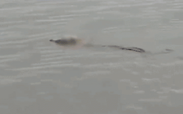 익사 4세아 등에 업은 악어…물지도 않고 배옆에 두고 갔다