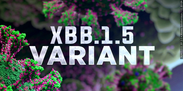 美 XBB.1.5 감염 비중 일주일새 30→43%