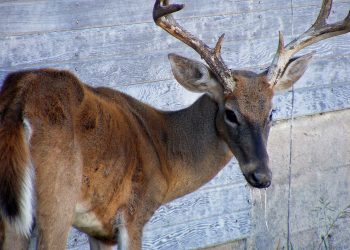 앨라배마주에서 세번째 “사슴 광우병” 사례 확인