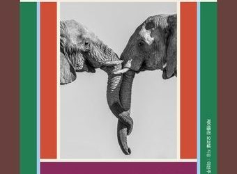 의례는 인간만의 것?…야생동물도 애도하고 슬퍼한다