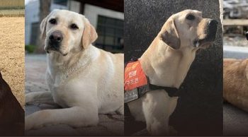 ‘튀르키예 영웅’ 한국 구조견 4총사, 아픈 발로 사람 살렸다