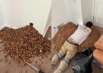 “벽에서 구더기가” 구멍 뚫었더니 도토리 300㎏ ‘와르르’…무슨 일?