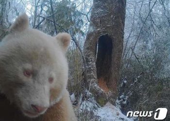 [영상] 中 세계유일 ‘화이트 판다’ 화제…쓰촨성 당국 영상 공개