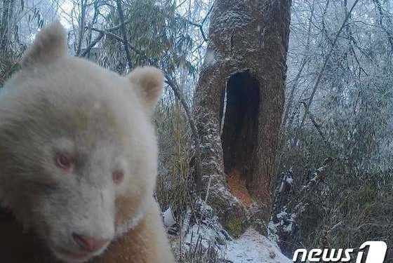 [영상] 中 세계유일 ‘화이트 판다’ 화제…쓰촨성 당국 영상 공개