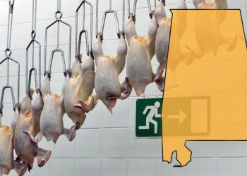 앨라배마 닭공장서 결핵 사례 7건 보고…검사받아야