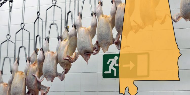 앨라배마 닭공장서 결핵 사례 7건 보고…검사받아야