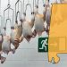 앨라배마 닭공장서 결핵 사례 7건 보고…검사받아야