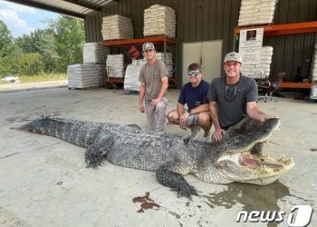 ‘4.35m’ 악어 美서 포획 신기록…”올리는 데만 7시간”