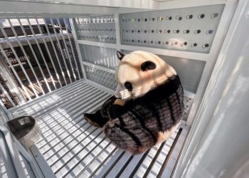美 워싱턴 떠난 판다 가족…미국 내 판다 ‘4마리’ 남았다
