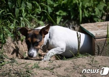 등산 중 숨진 美 70대 주인 10주 간 지킨 반려견…살아서 가족 품으로