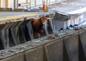 출근길 선로 위에 황소 ‘음메’…美 뉴욕 인근역 승객들 ‘혼란’