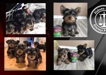 연말연시 강아지 사기 증가…지방검사 협회 ‘위험 신호 목록’ 발표