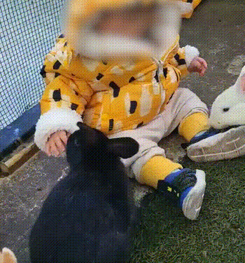 “토끼에 물려 손 잘린 15개월 아이…동물원 측 ‘주의 문구’ 급조”