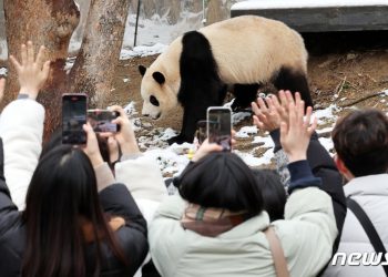 중국, 스페인·미국에 판다 보내 ‘판다 외교’ 명맥 잇는다
