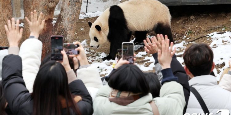 중국, 스페인·미국에 판다 보내 ‘판다 외교’ 명맥 잇는다