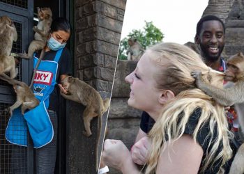 ‘원숭이가 도로 점거하고, 물건 빼앗고’…태국, 집단 포획 작전 나서