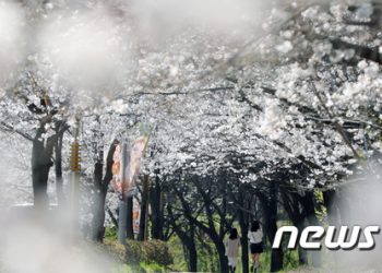 “일당 16만원, 손 잠깐 잡을 수 있음…’벚꽃 데이트’ 해줄 알바女 급구”