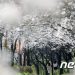 “일당 16만원, 손 잠깐 잡을 수 있음…’벚꽃 데이트’ 해줄 알바女 급구”