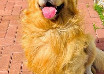 항공사 실수로 다른 공항 간 반려견…8시간 갇혀있다 심장마비 사망