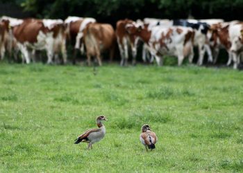 텍사스서 젖소와 접촉했는데 조류독감 감염…증상은 눈 염증