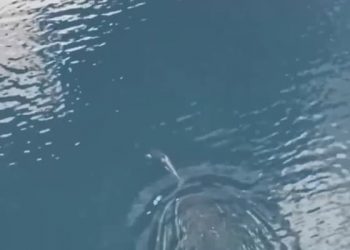 ‘구해줘서 고맙고래’…캐나다 석호에 갇힌 새끼 범고래, 한 달 만에 바다로