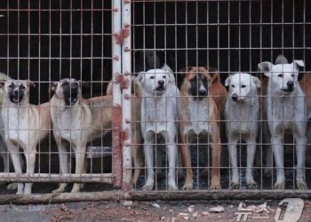 “속이 다 시원”…아내 토막 살해 ‘개 먹이’로 던져 준 남편