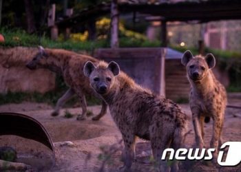 홍준표 “누가 뭐래도 윤석열은 상남자…아내 지키려 하이에나 떼 저지”