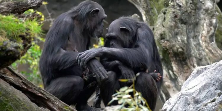 ‘죽어도 못 보내’ 엄마 침팬지, 죽은 아기 침팬지와 생활