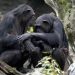 ‘죽어도 못 보내’ 엄마 침팬지, 죽은 아기 침팬지와 생활