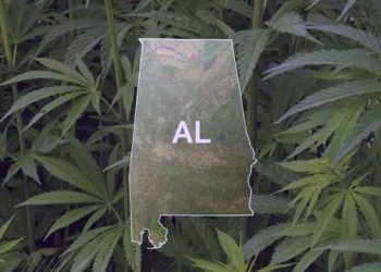 전국이 변하고 있다지만, 앨라배마에서 마리화나는 여전히 불법