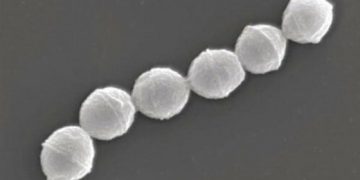 日 ‘식인 박테리아’ 환자 977명으로 폭증 비상…치사율 30%