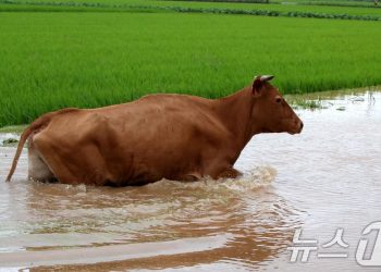 낚시 갔다 급류에 휩쓸려 2명 실종…’물 폭탄’ 피해 속출