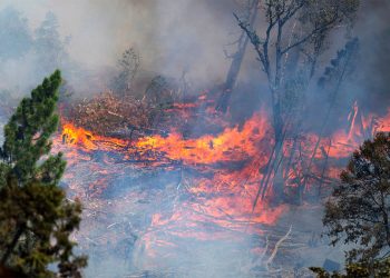 캘리포니아 산불, LA 면적 넘게 태웠다…주 사상 5번째 규모