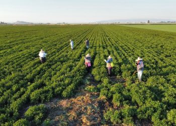 이민자 혐오 증가, 캘리포니아 농업노동자 위협
