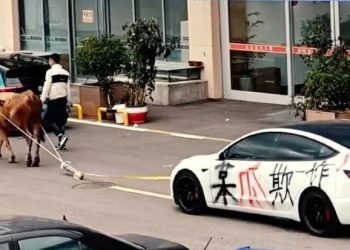 테슬라 샀더니 충전 불가…中 ‘최악 중고차’ 결국 황소가 견인