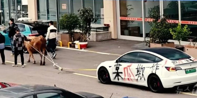 테슬라 샀더니 충전 불가…中 ‘최악 중고차’ 결국 황소가 견인