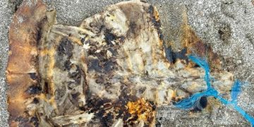 필리핀서 ‘멸종 위기’ 바다거북 요리 먹은 주민 3명 사망…32명 입원