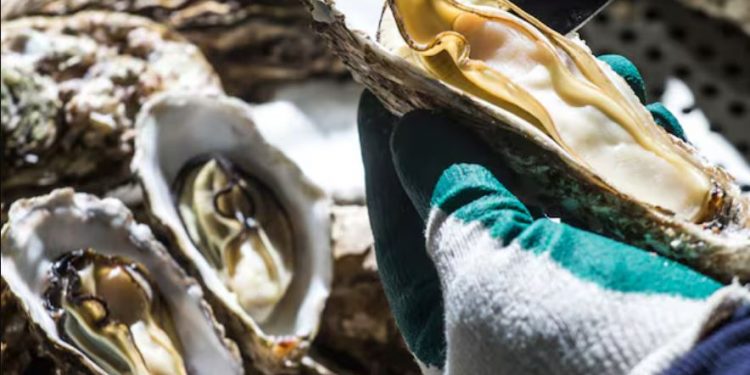 FDA, 경남 통영에서 수입된 ‘냉동 굴’ 리콜 조치