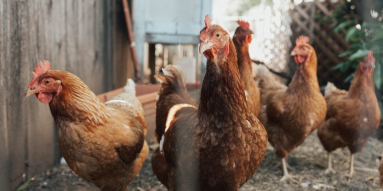 미국서 8년만에 첫 H7N9 AI 발생…사람 치사율 40%