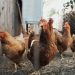 미국서 8년만에 첫 H7N9 AI 발생…사람 치사율 40%