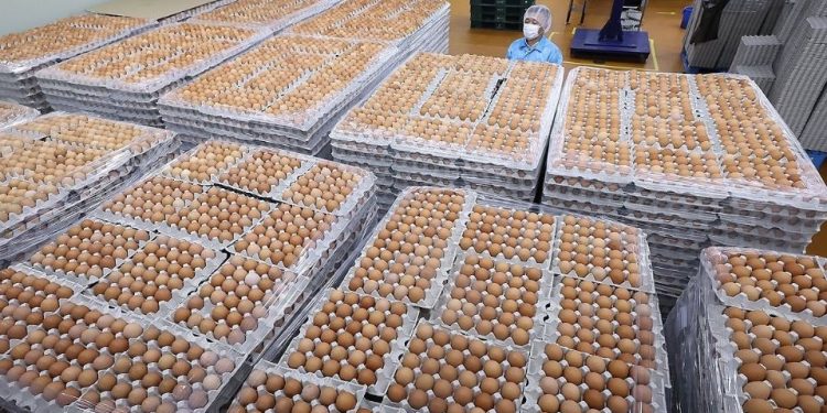 연방농무부, “한국산 달걀 더 수입”