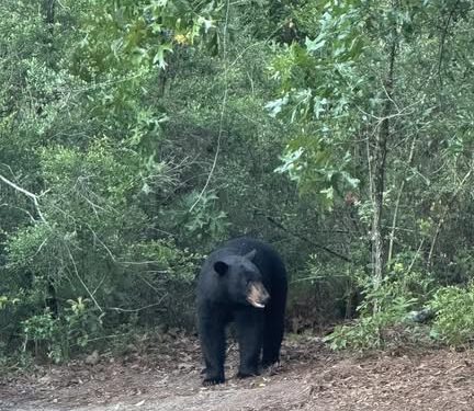 앨라배마 경찰, 곰 목격 이후 주의 당부