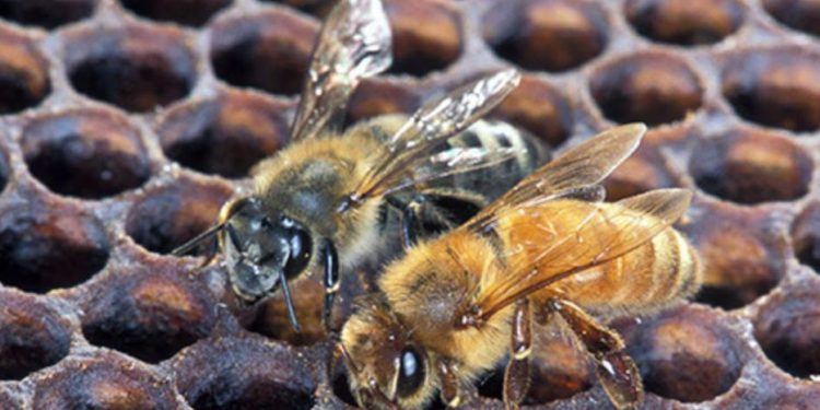 앨라배마주서 ‘살인벌’ 첫 발견 비상