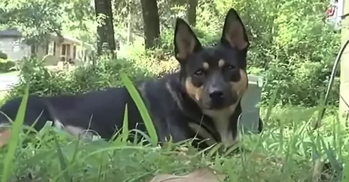 반려견이 찾은 유골…앨라배마서 잇따라 발견