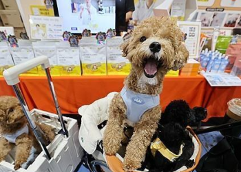 반려견 하루 평균 TV 시청 시간 14분