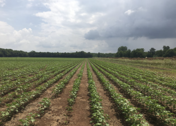 앨라배마 농촌 지역, 12억 달러 규모 신규 투자 유치… “일자리 1,600개 창출 기대”