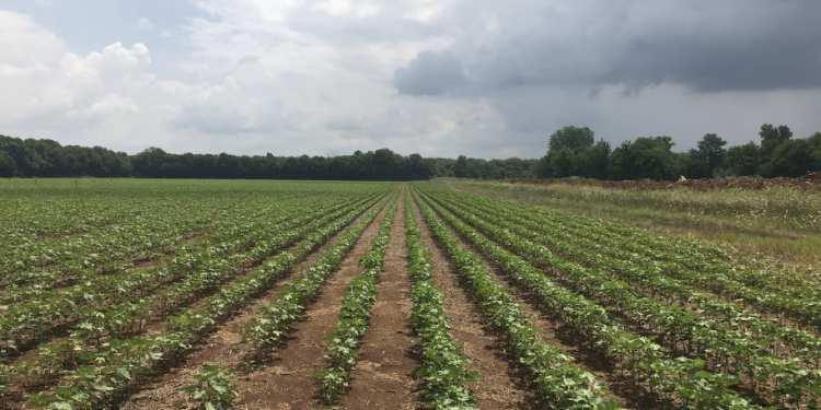 앨라배마 농촌 지역, 12억 달러 규모 신규 투자 유치… “일자리 1,600개 창출 기대”